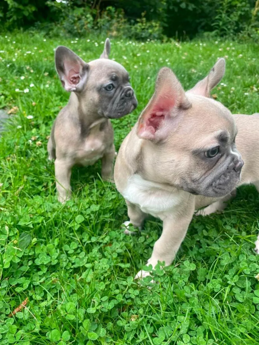 Regalar cachorros de Bulldog Francés machos y hembras