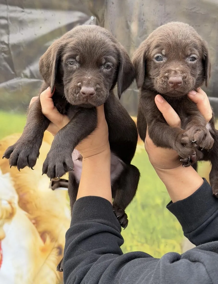 赠送雄性和雌性拉布拉多猎犬幼犬