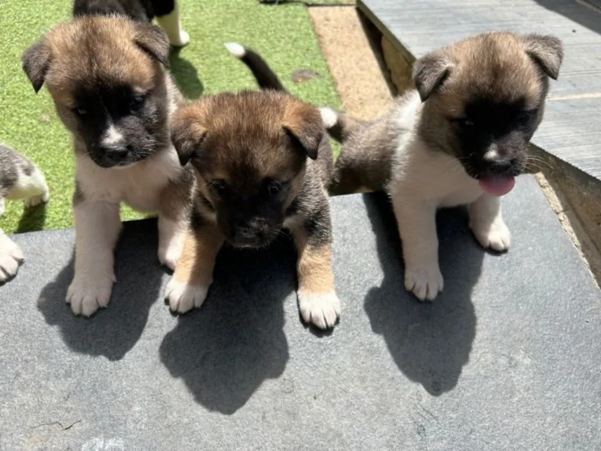 Отдаю щенков Акита, самцов и самок