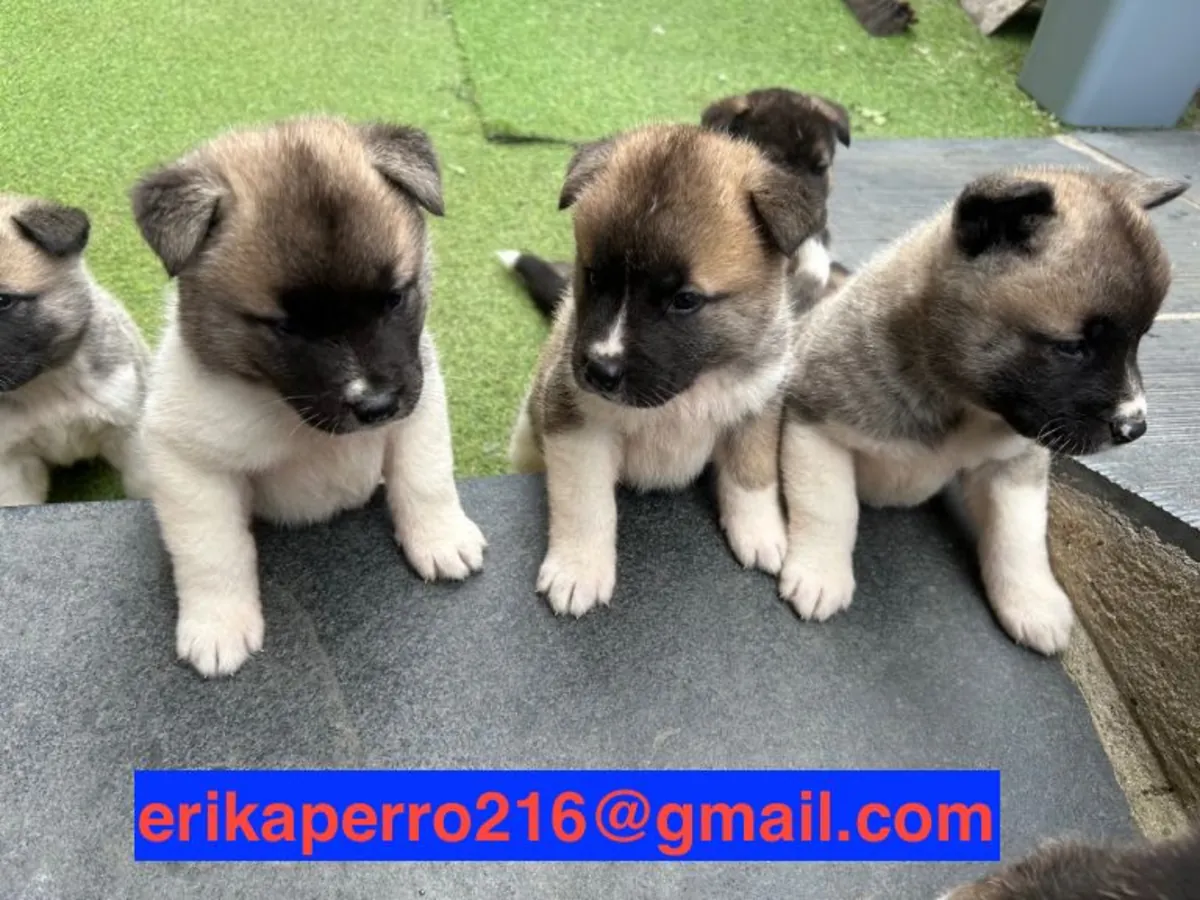 Akita dişi ve erkek yavruları hediye ediyorum