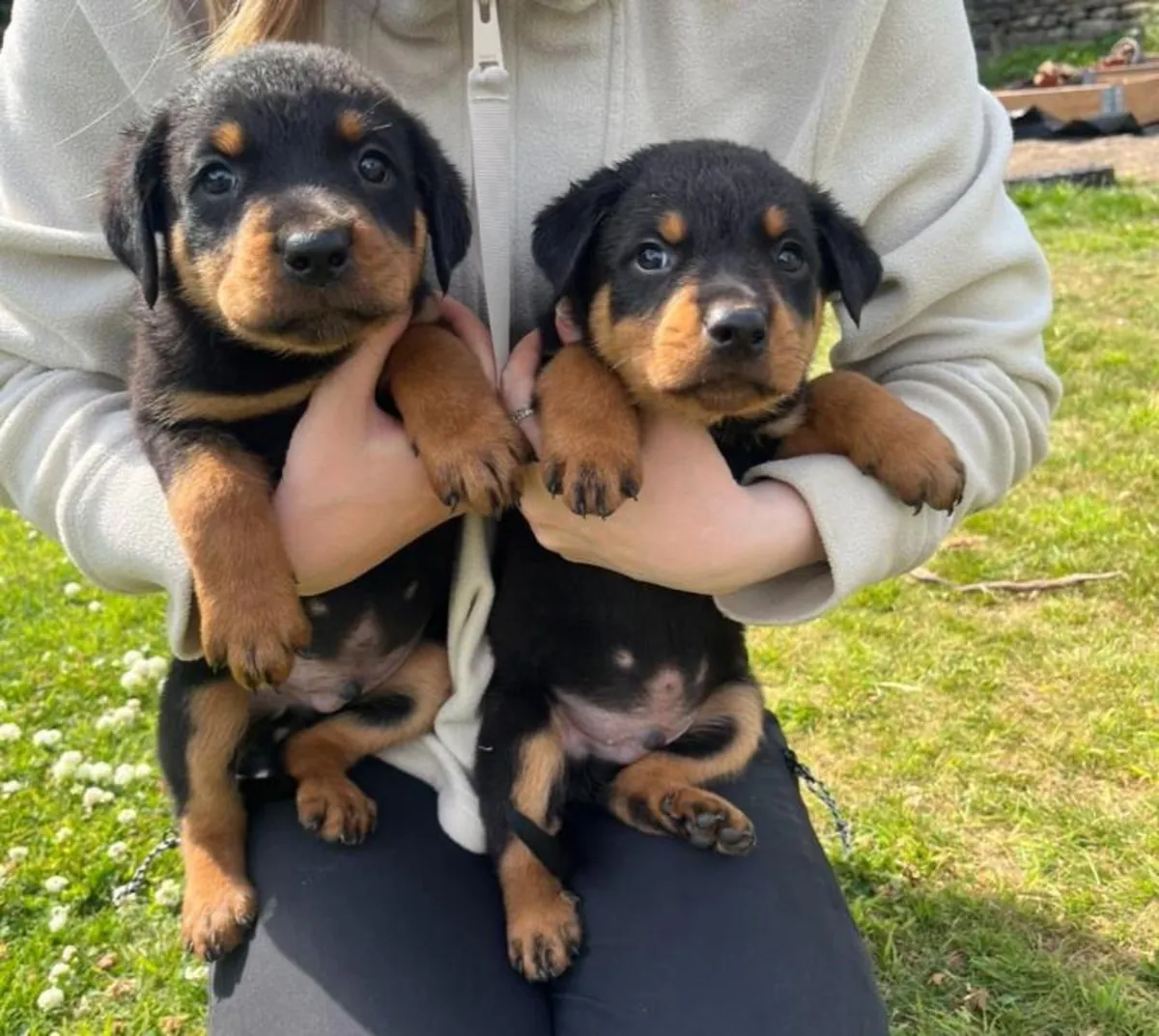 Regalar cachorros rottweiler macho y hembra