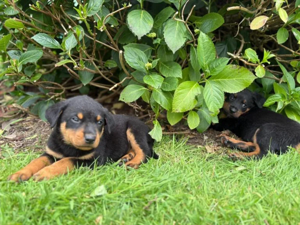 Regalar cachorros rottweiler macho y hembra