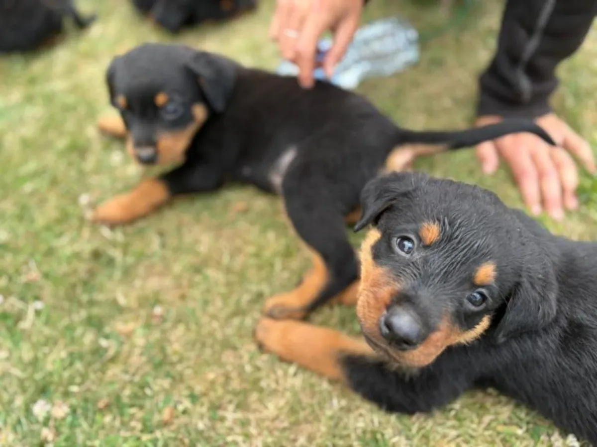 Regalar cachorros rottweiler macho y hembra