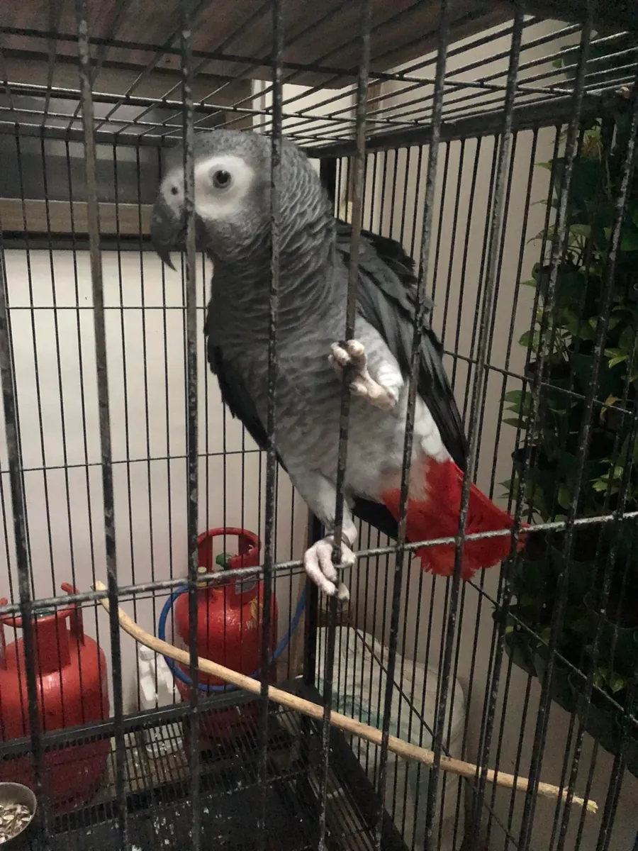 Un perroquet gris du Gabon capable d'imiter les sons cherche un nouveau propriétaire.