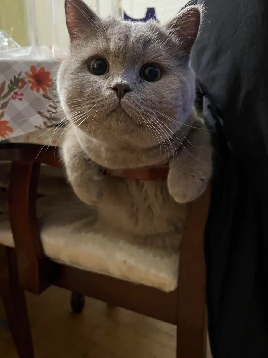 安静的英国短毛猫希望找到新的家庭