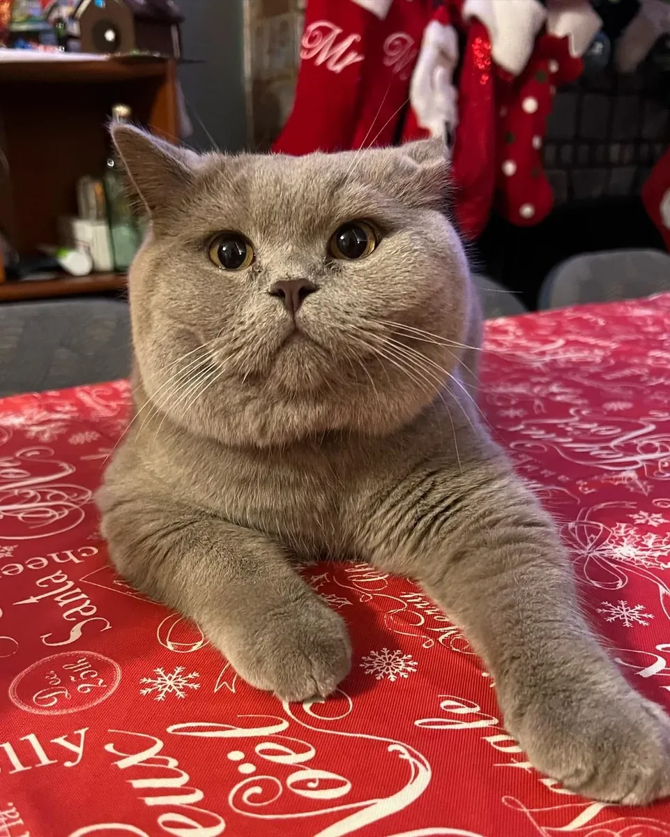 安静的英国短毛猫希望找到新的家庭