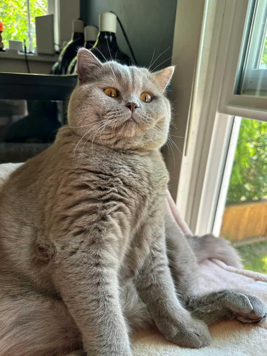 安静的英国短毛猫希望找到新的家庭