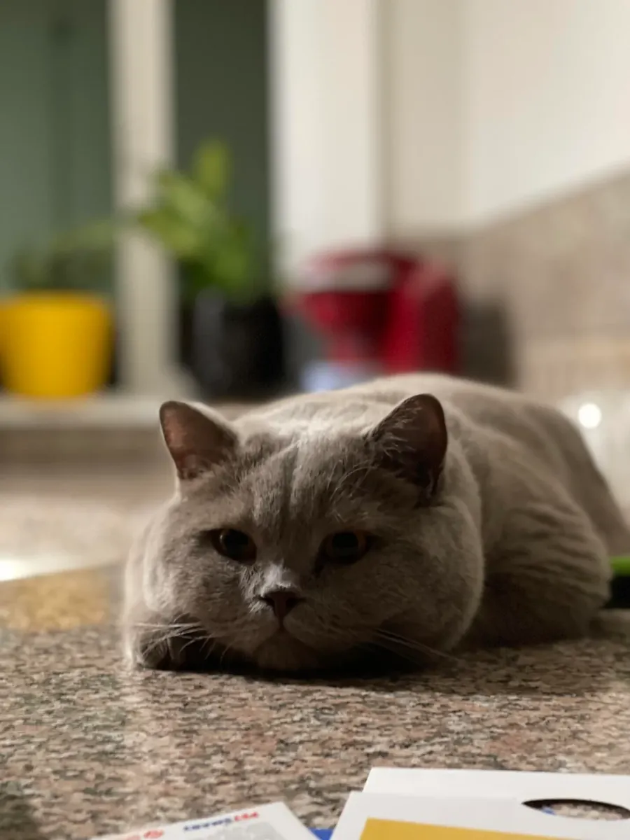 安静的英国短毛猫希望找到新的家庭