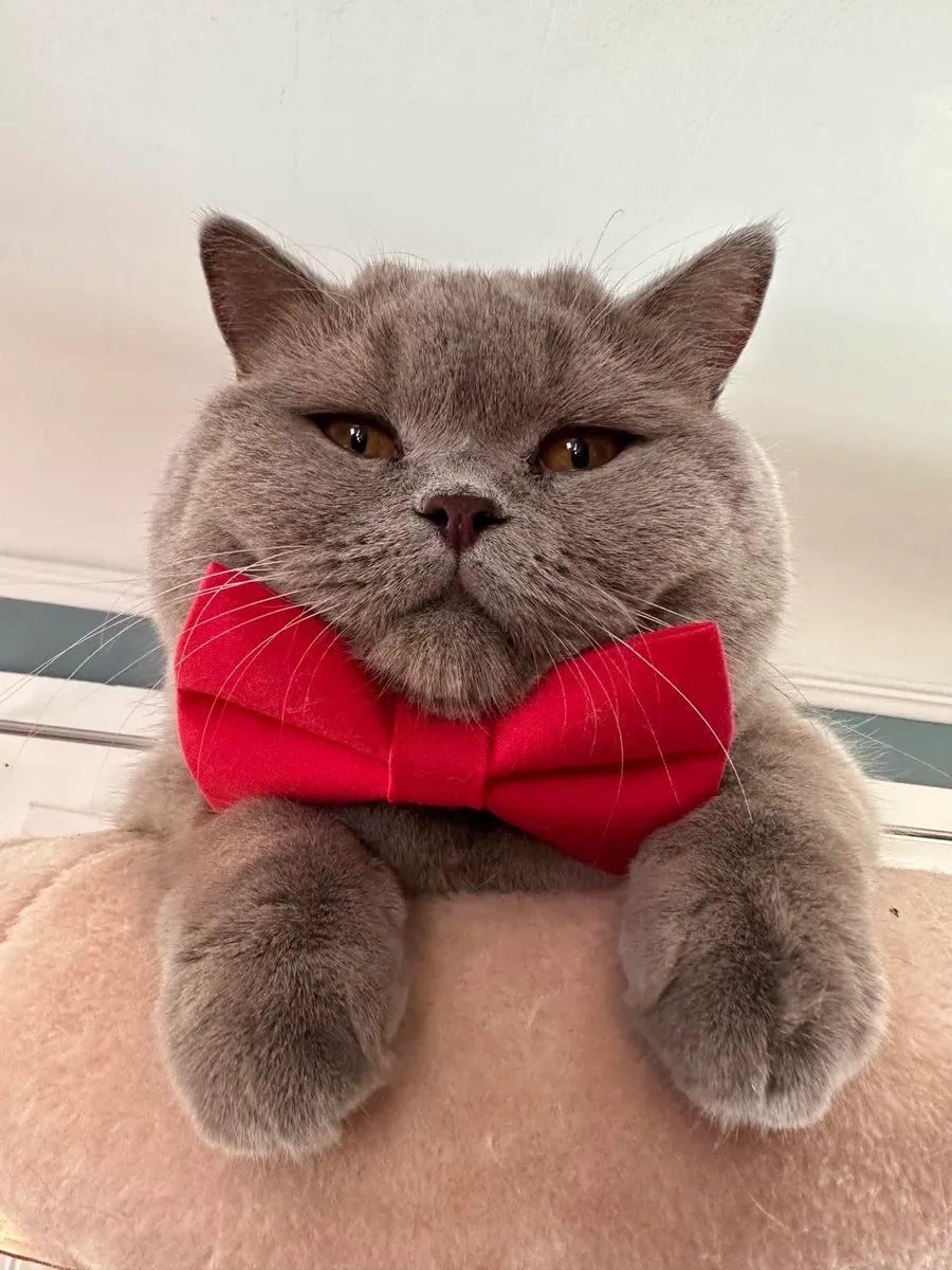 安静的英国短毛猫希望找到新的家庭