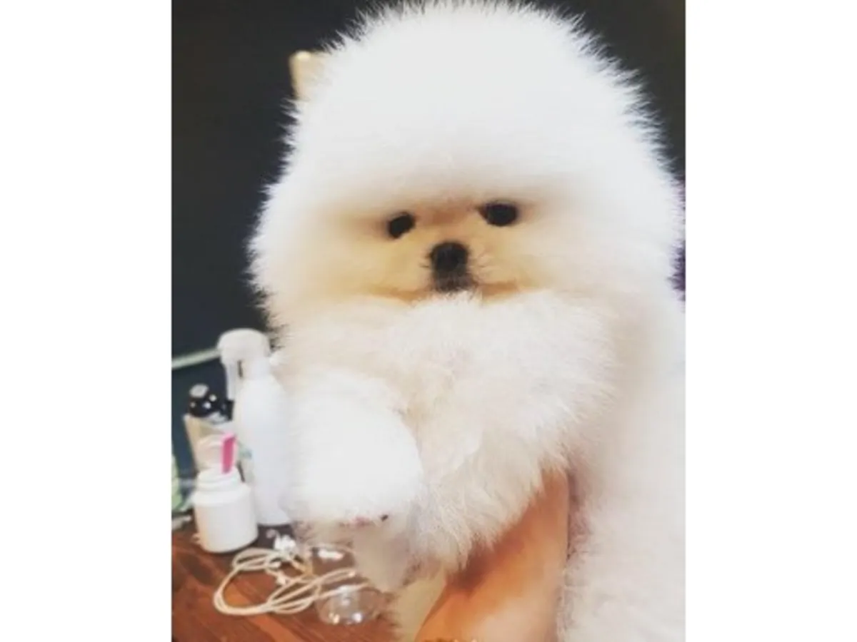 Chiot Poméranien blanc élevé en famille