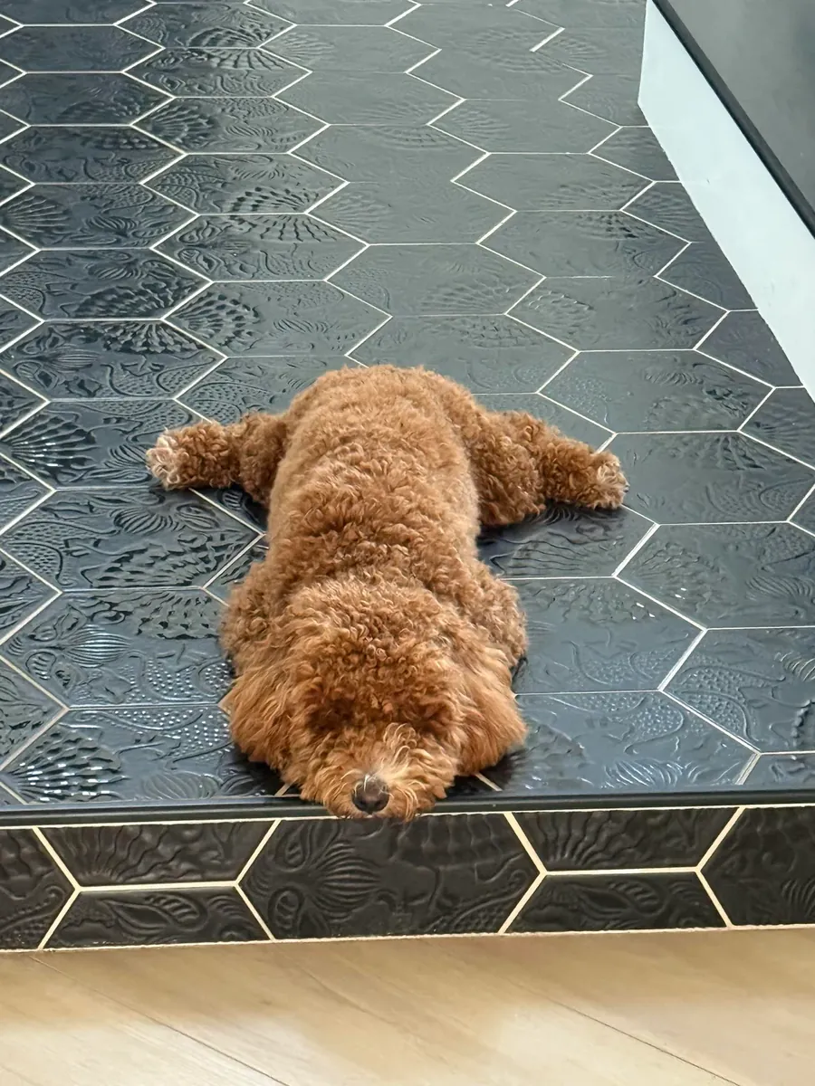 A brown poodle that loves walks is looking for a new home.