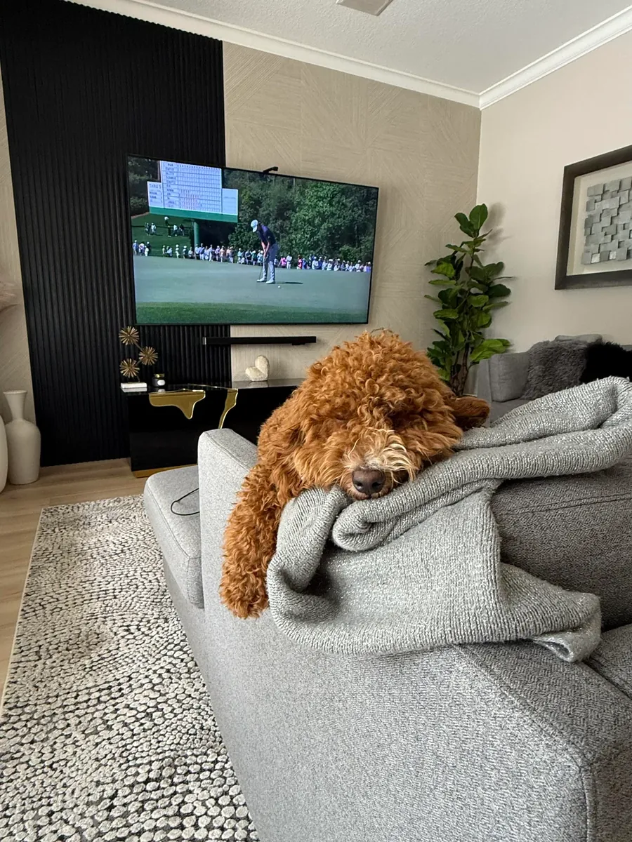 A brown poodle that loves walks is looking for a new home.