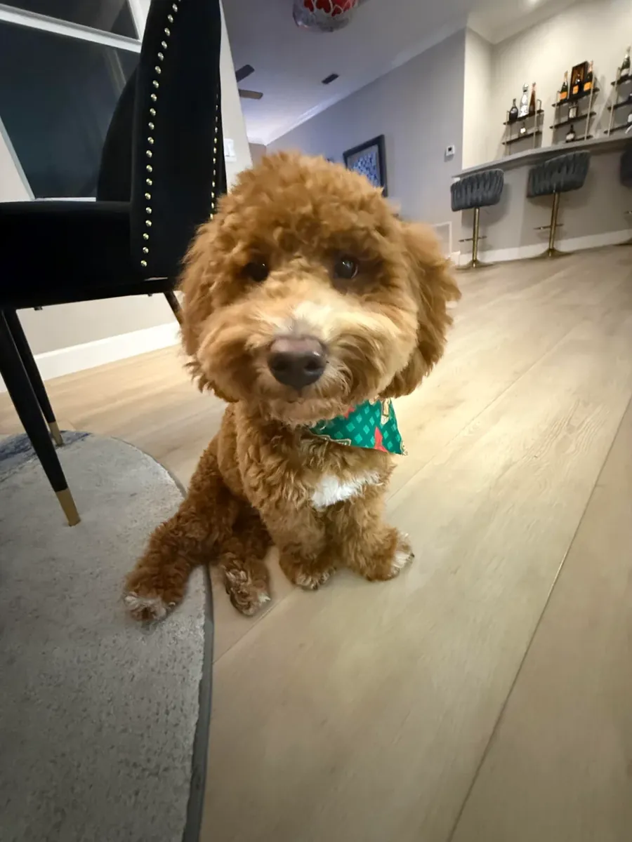 A brown poodle that loves walks is looking for a new home.