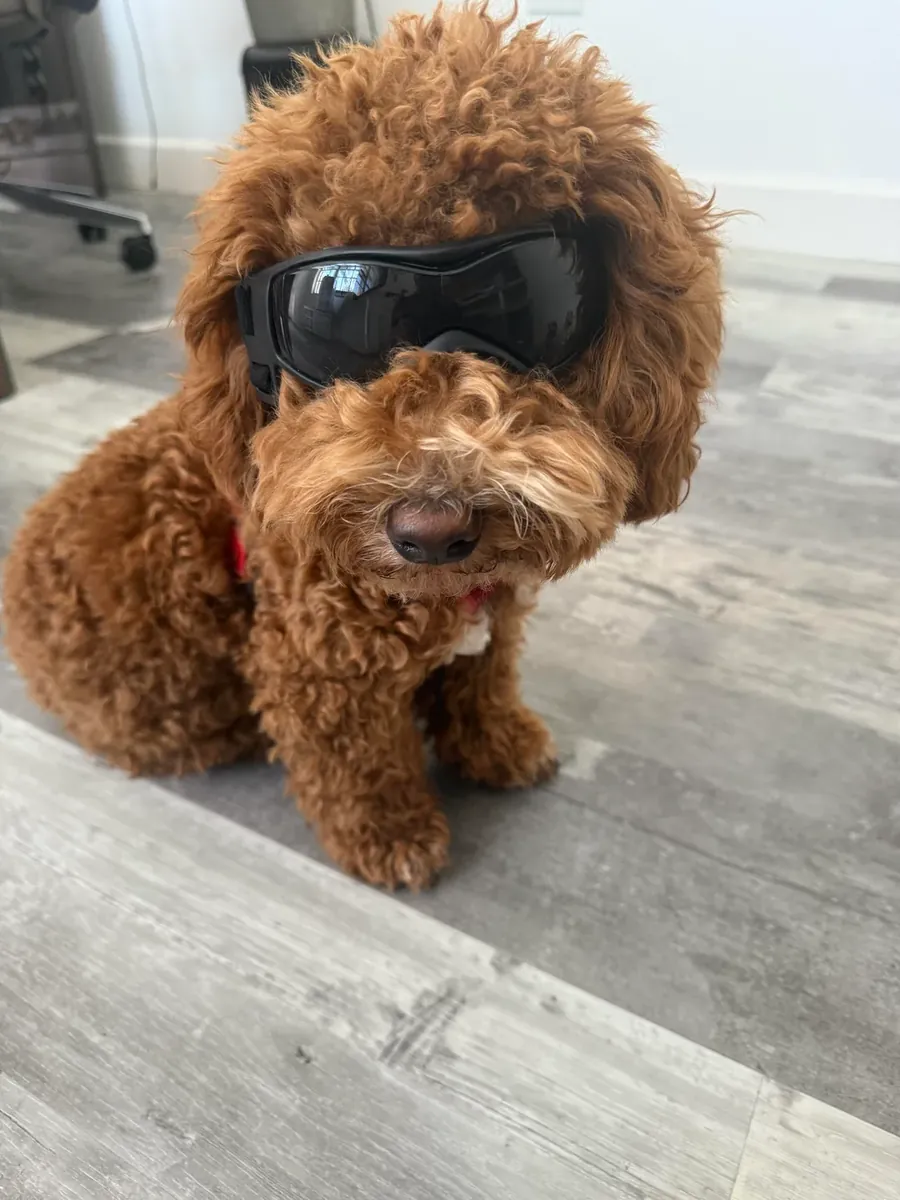A brown poodle that loves walks is looking for a new home.