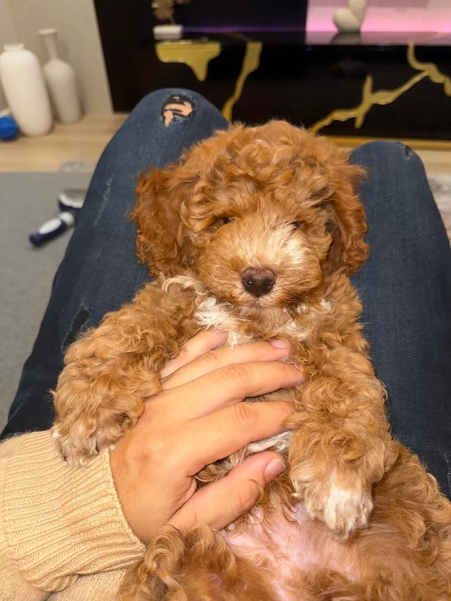 A brown poodle that loves walks is looking for a new home.