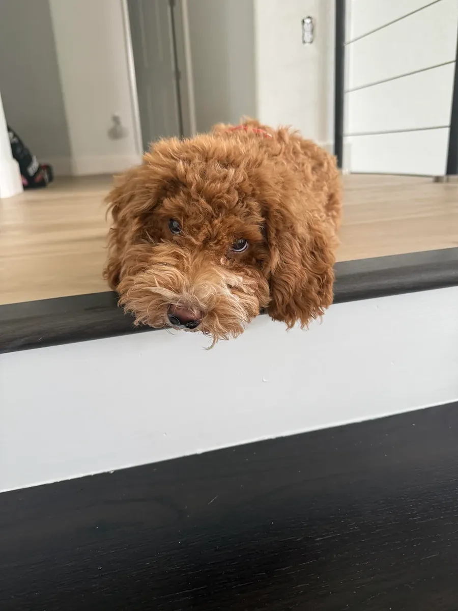 A brown poodle that loves walks is looking for a new home.