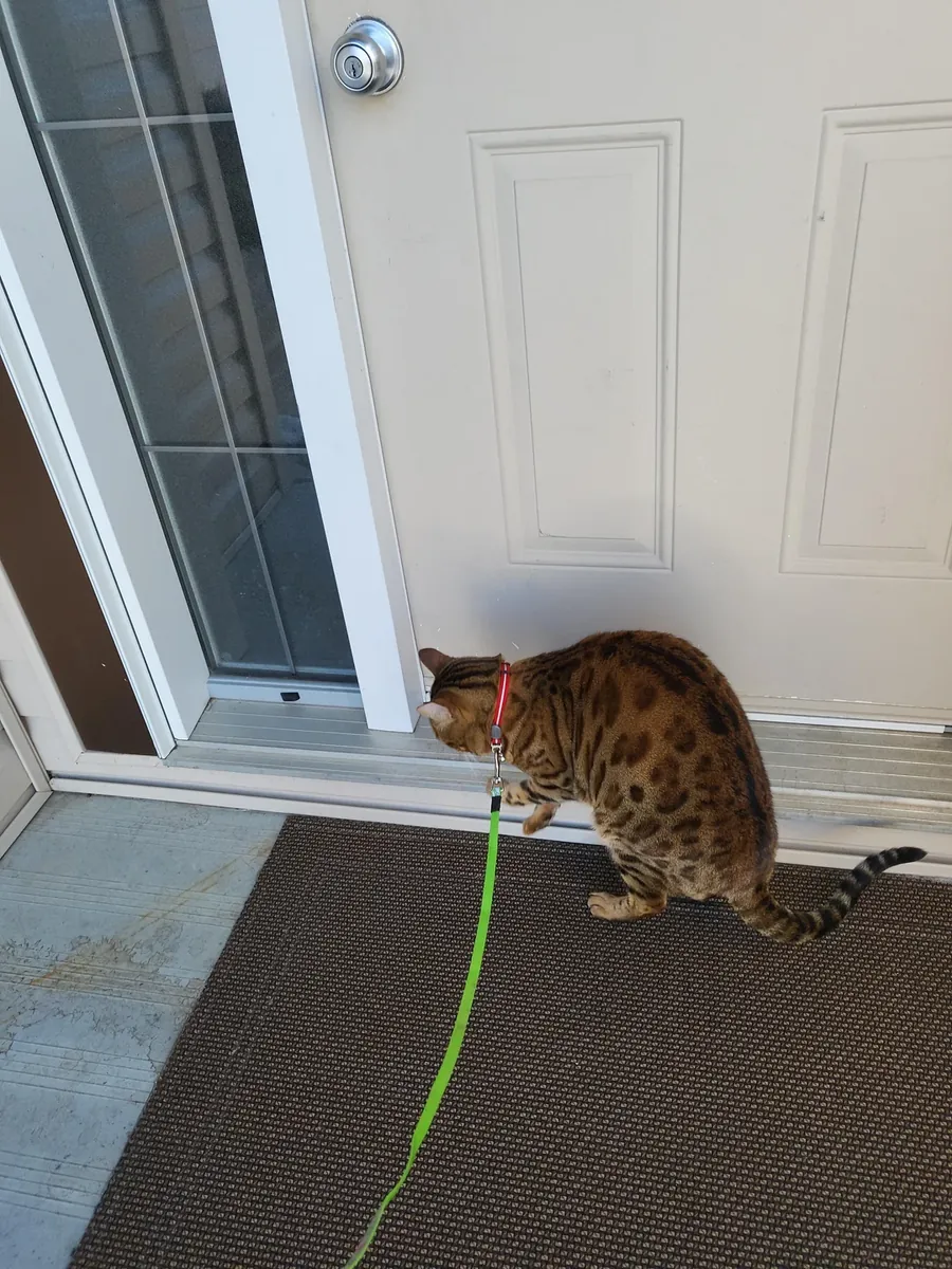 Очень любопытная бенгальская кошка ищет новый дом.