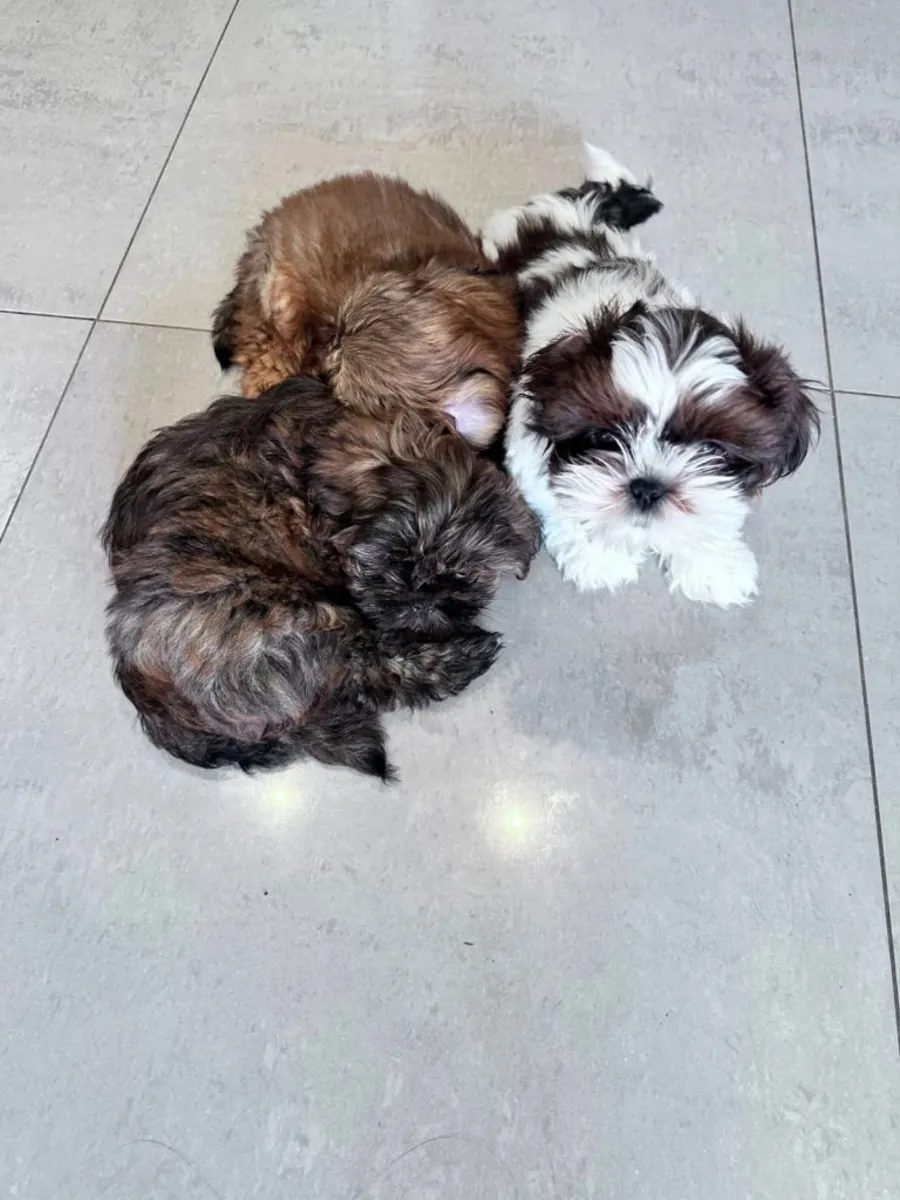 Chiots Shih Tzu (mâle et femelle) à donner