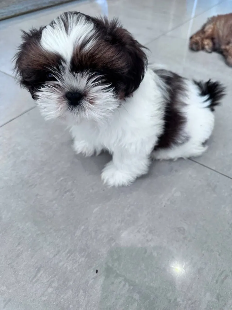 Chiots Shih Tzu (mâle et femelle) à donner