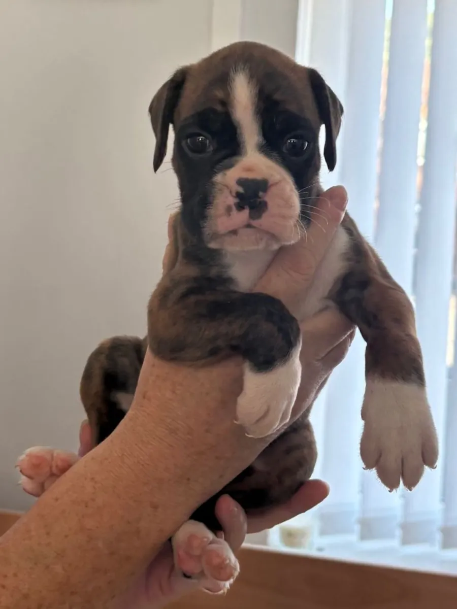 Cachorros de Boxer (macho y hembra) para regalar