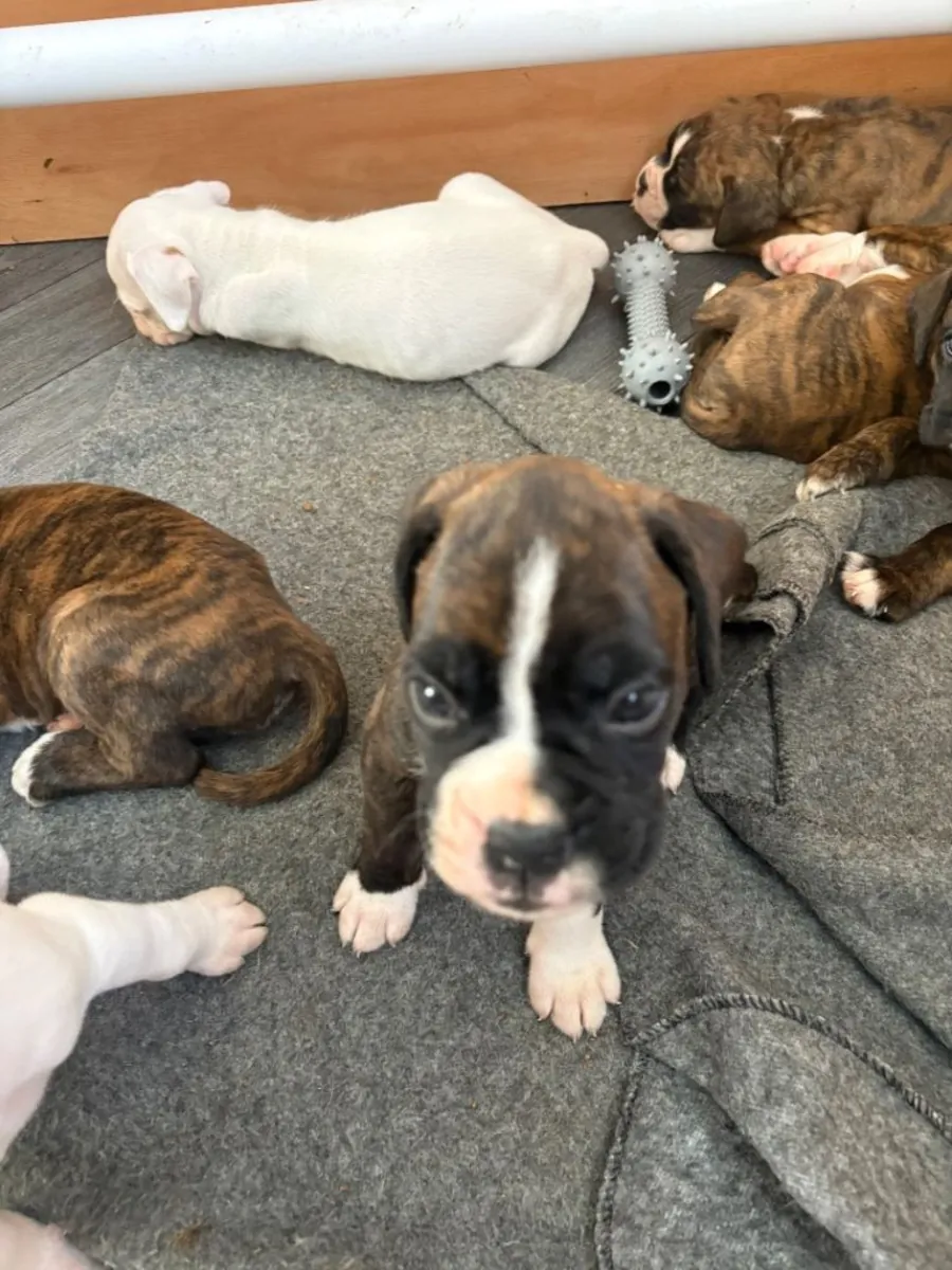 Cachorros de Boxer (macho y hembra) para regalar
