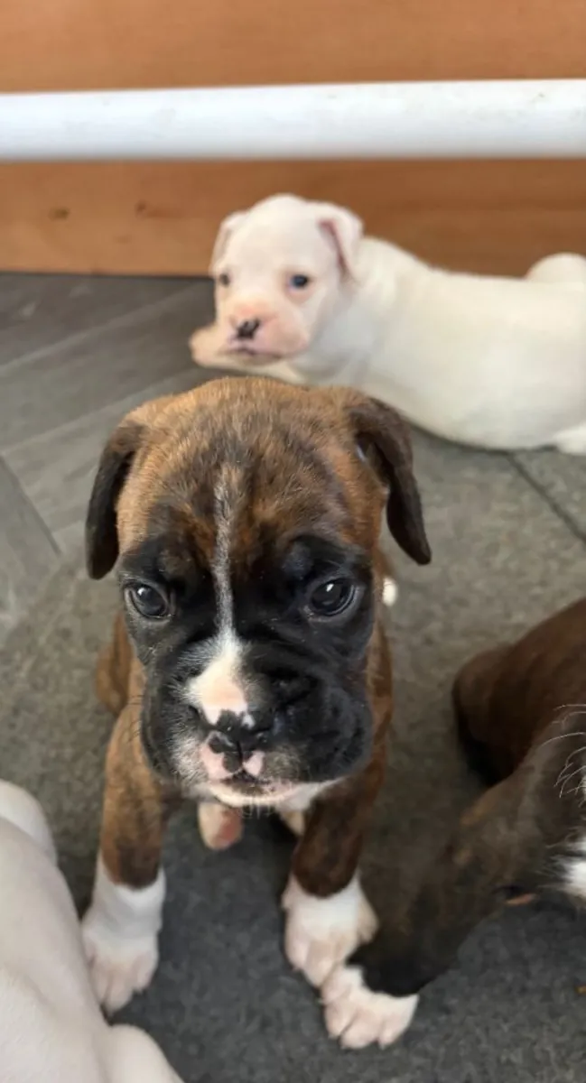 Cachorros de Boxer (macho y hembra) para regalar