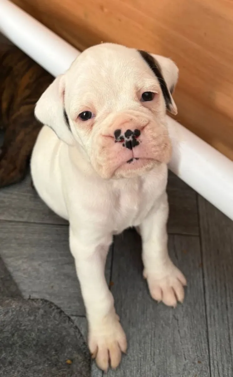 Cachorros de Boxer (macho y hembra) para regalar