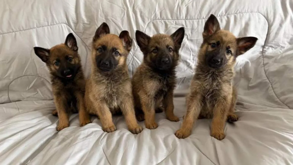 Cachorros de Pastor Alemán (macho y hembra) para regalar