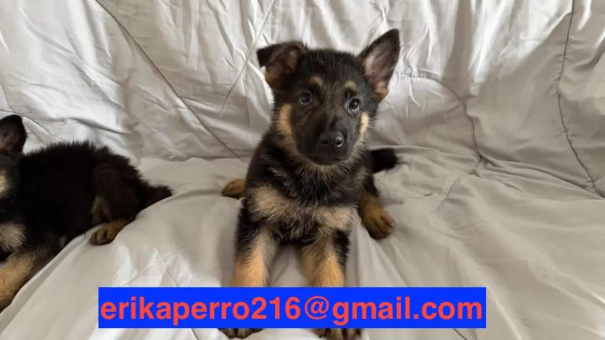 Alman Çoban Köpeği Yavruları (erkek ve dişi) hediye edilecek