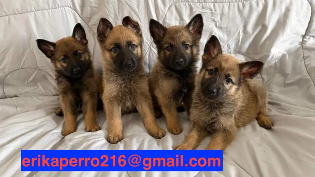 Alman Çoban Köpeği Yavruları (erkek ve dişi) hediye edilecek