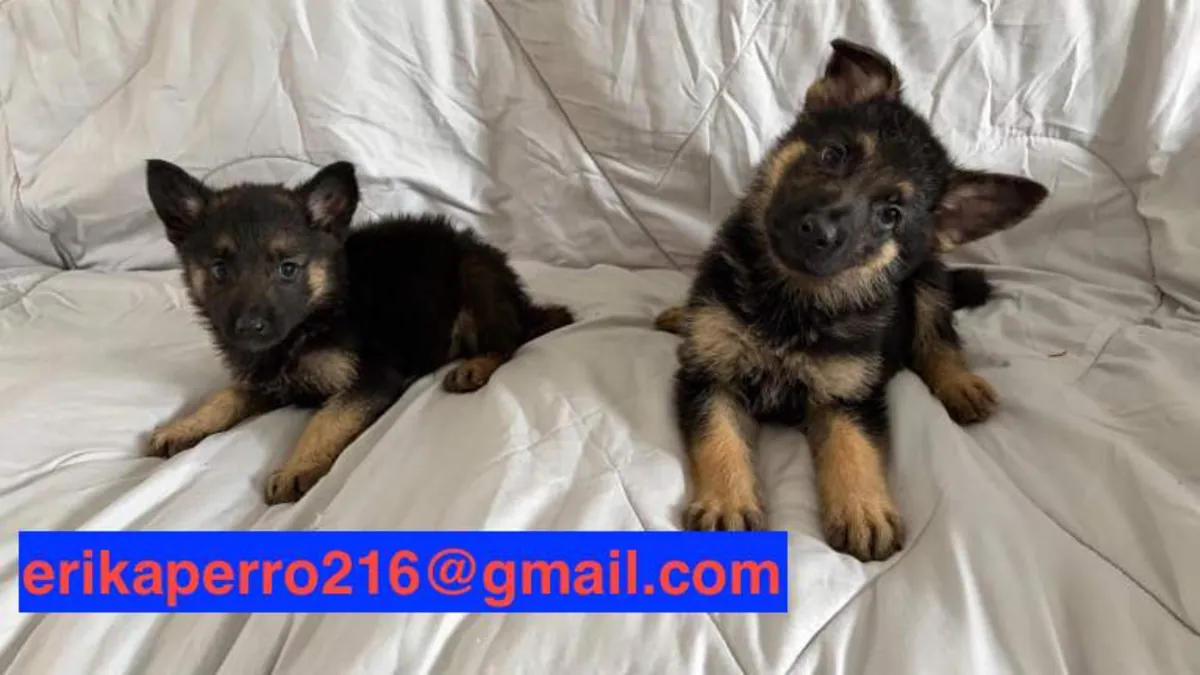 Alman Çoban Köpeği Yavruları (erkek ve dişi) hediye edilecek