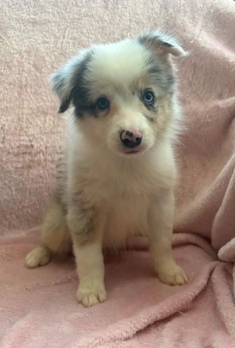 Regalo cachorros Border Collie (macho y hembra)