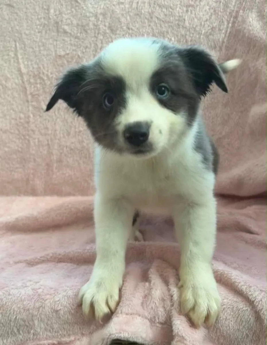 Regalo cachorros Border Collie (macho y hembra)