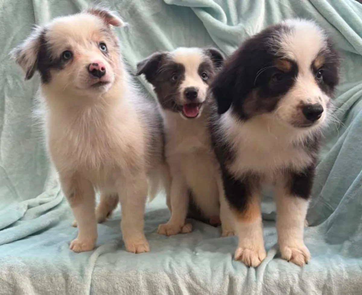 Regalo cachorros Border Collie (macho y hembra)