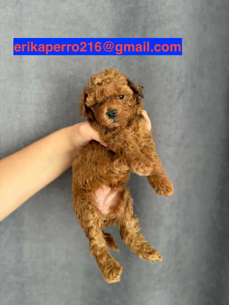 Chiots Poodle à donner (mâle et femelle)