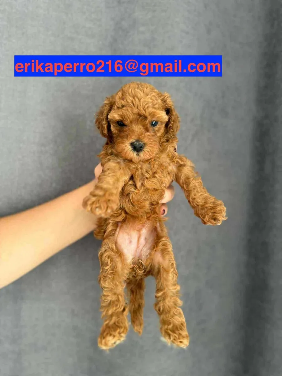 Chiots Poodle à donner (mâle et femelle)