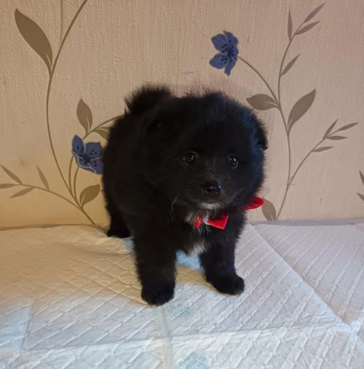 Regalo cachorros Pomerania (macho y hembra)