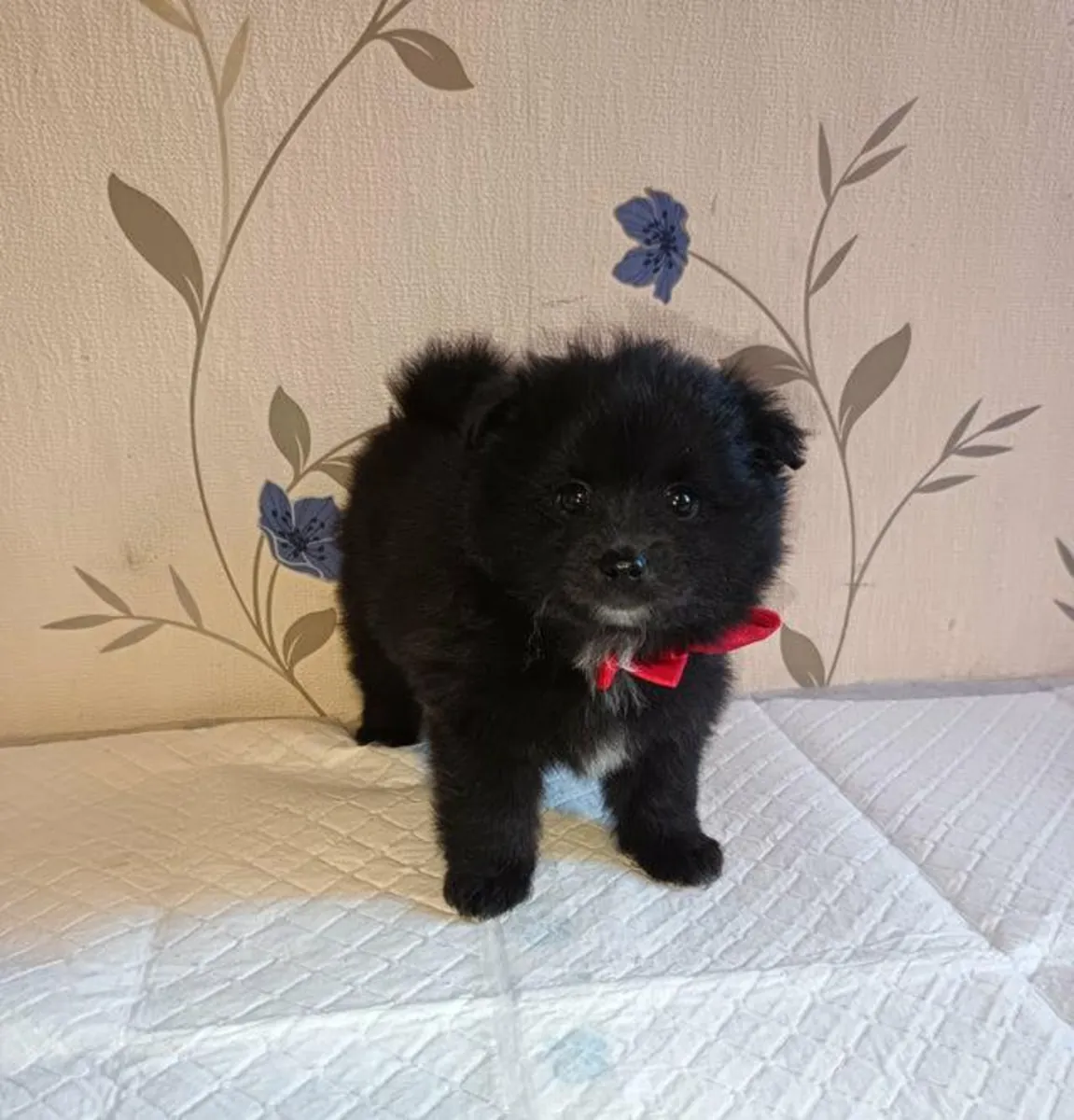 Regalo cachorros Pomerania (macho y hembra)
