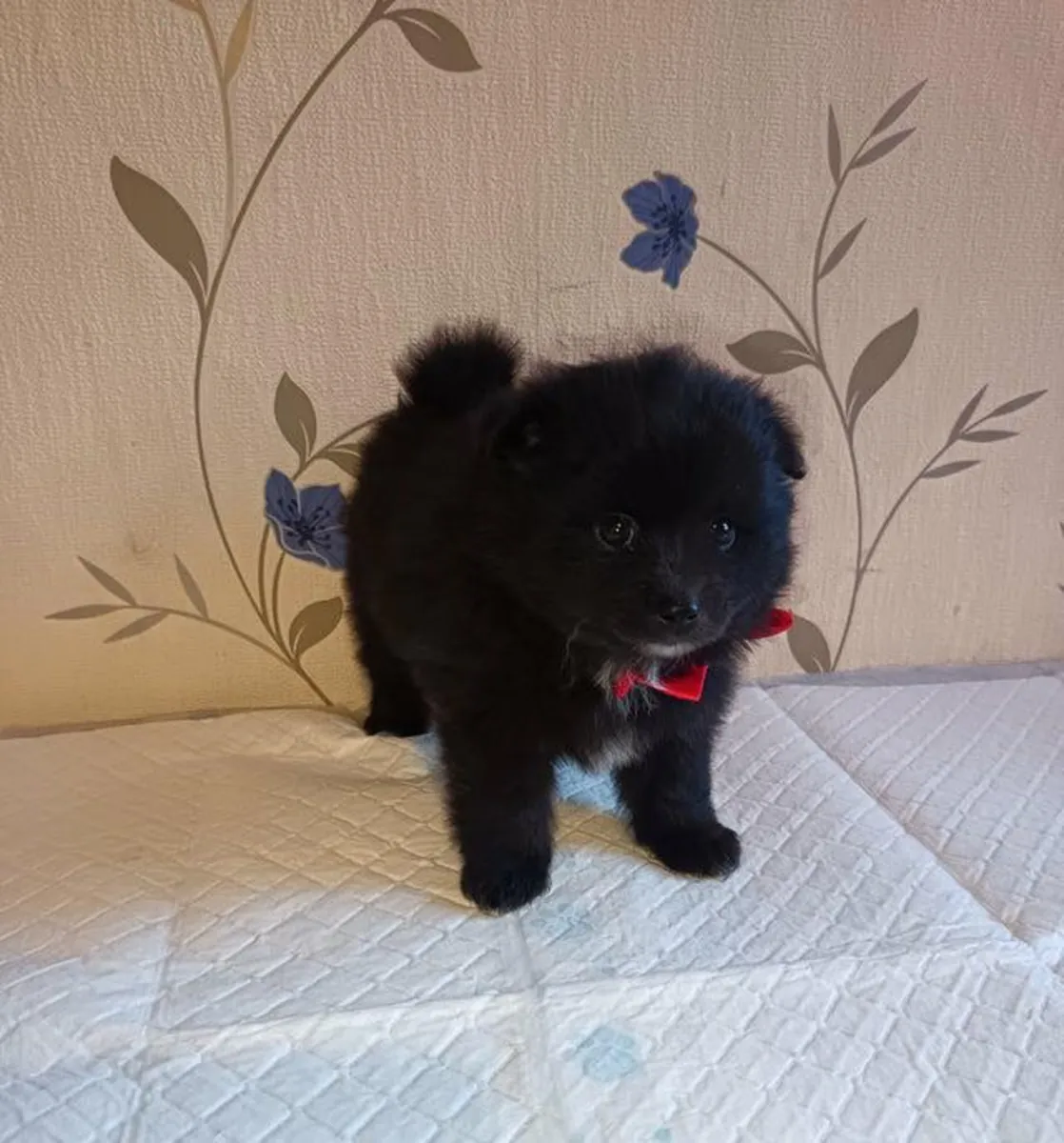 Regalo cachorros Pomerania (macho y hembra)