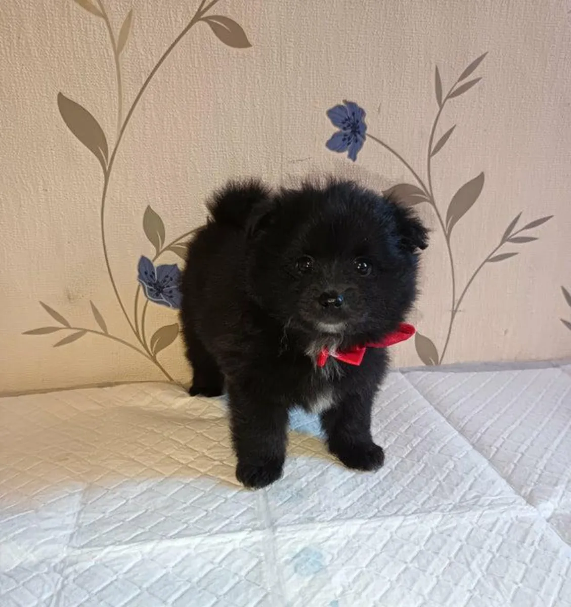Regalo cachorros Pomerania (macho y hembra)
