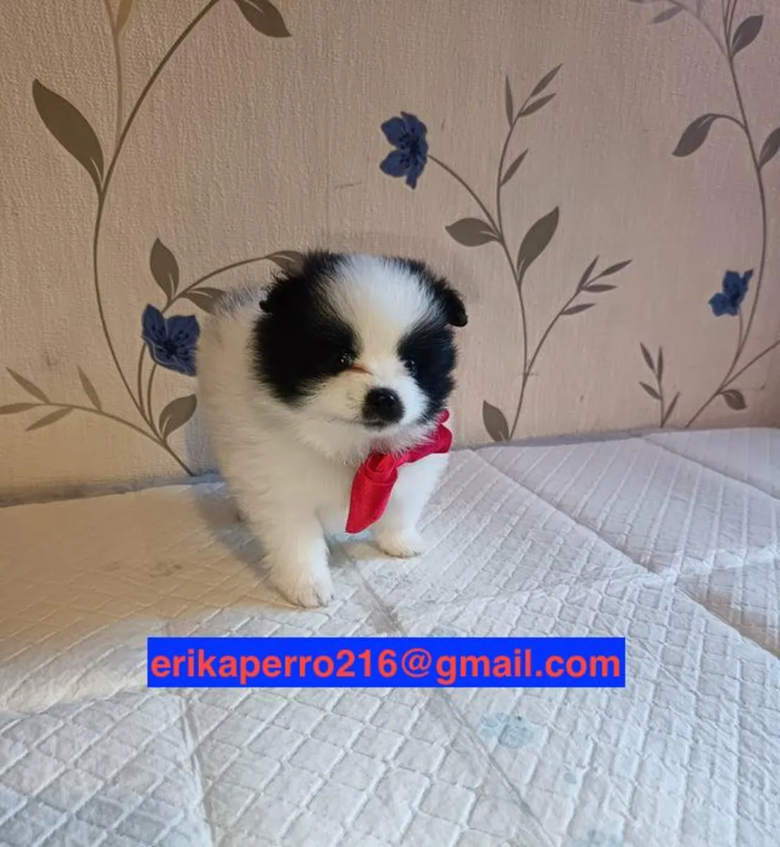 Pomeranian puppies for gift (male and female)
