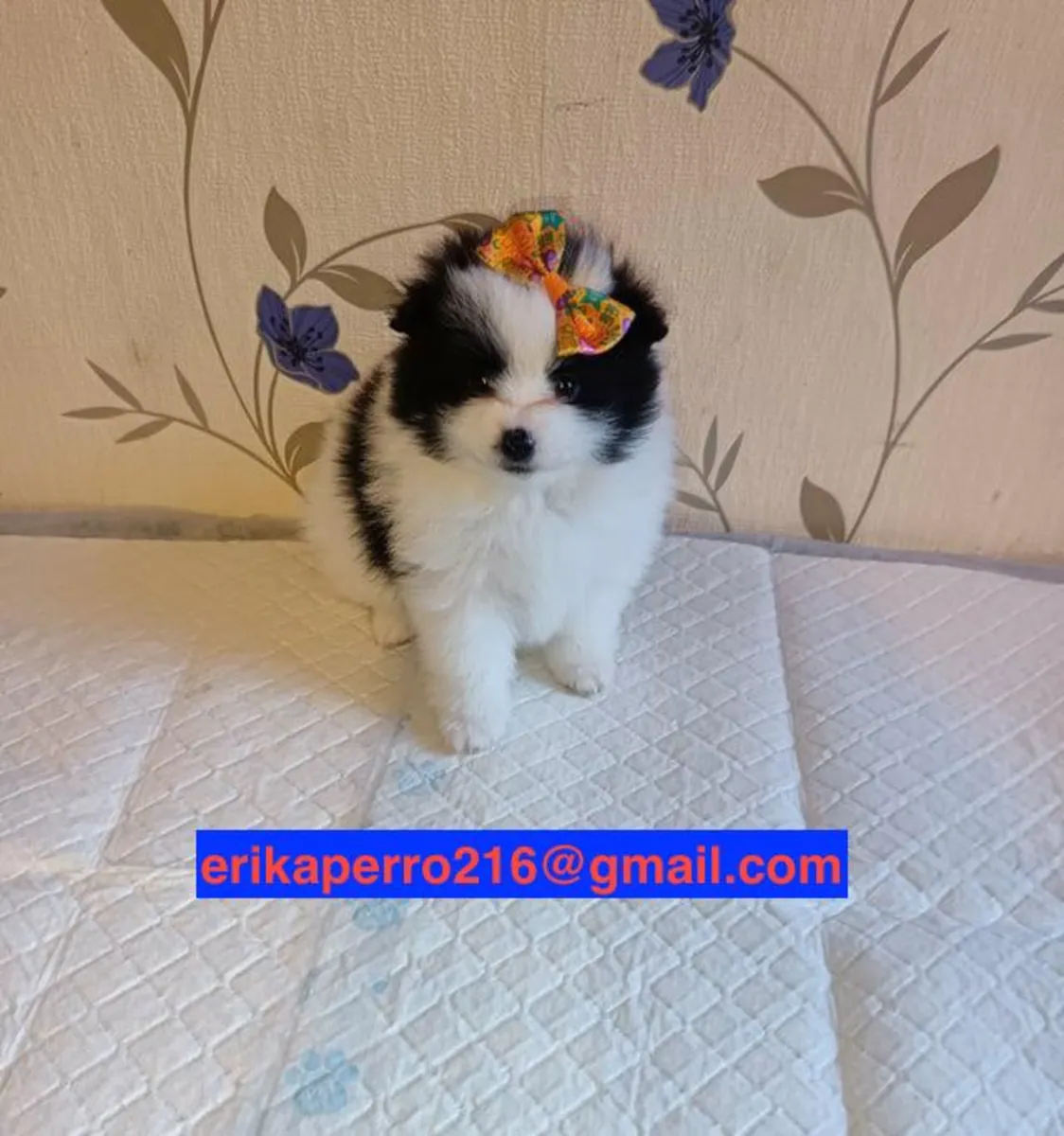 Pomeranian puppies for gift (male and female)
