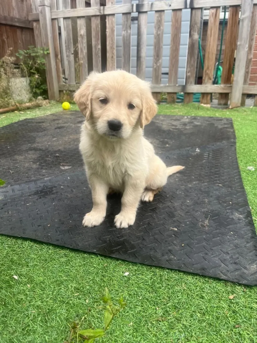 赠送金毛寻回犬幼犬（公犬和母犬）