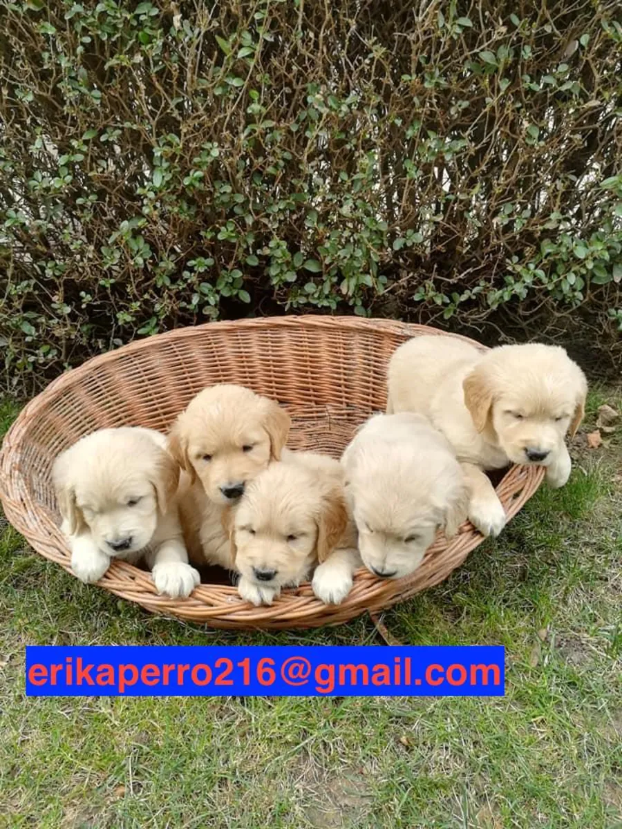 Regalo cachorros Golden Retriever (macho y hembra)