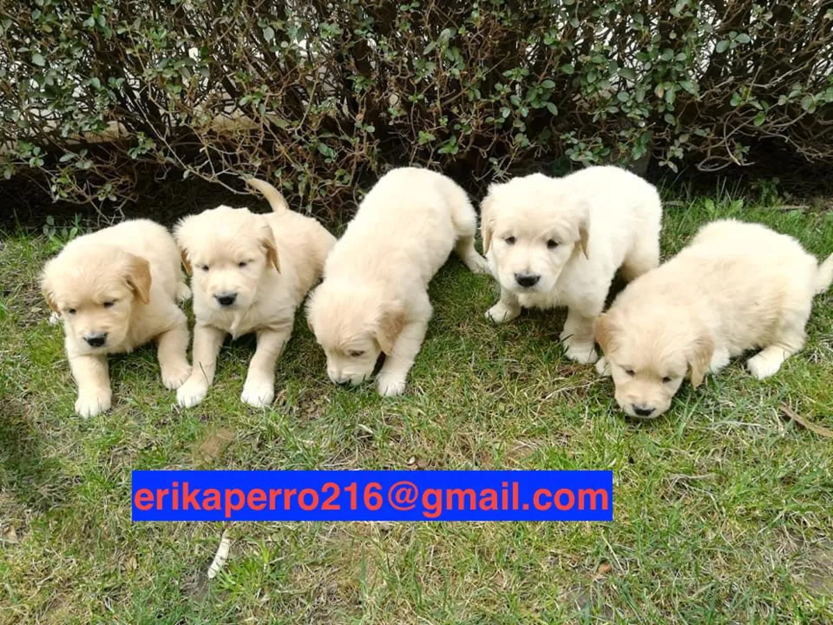 Regalo cachorros Golden Retriever (macho y hembra)