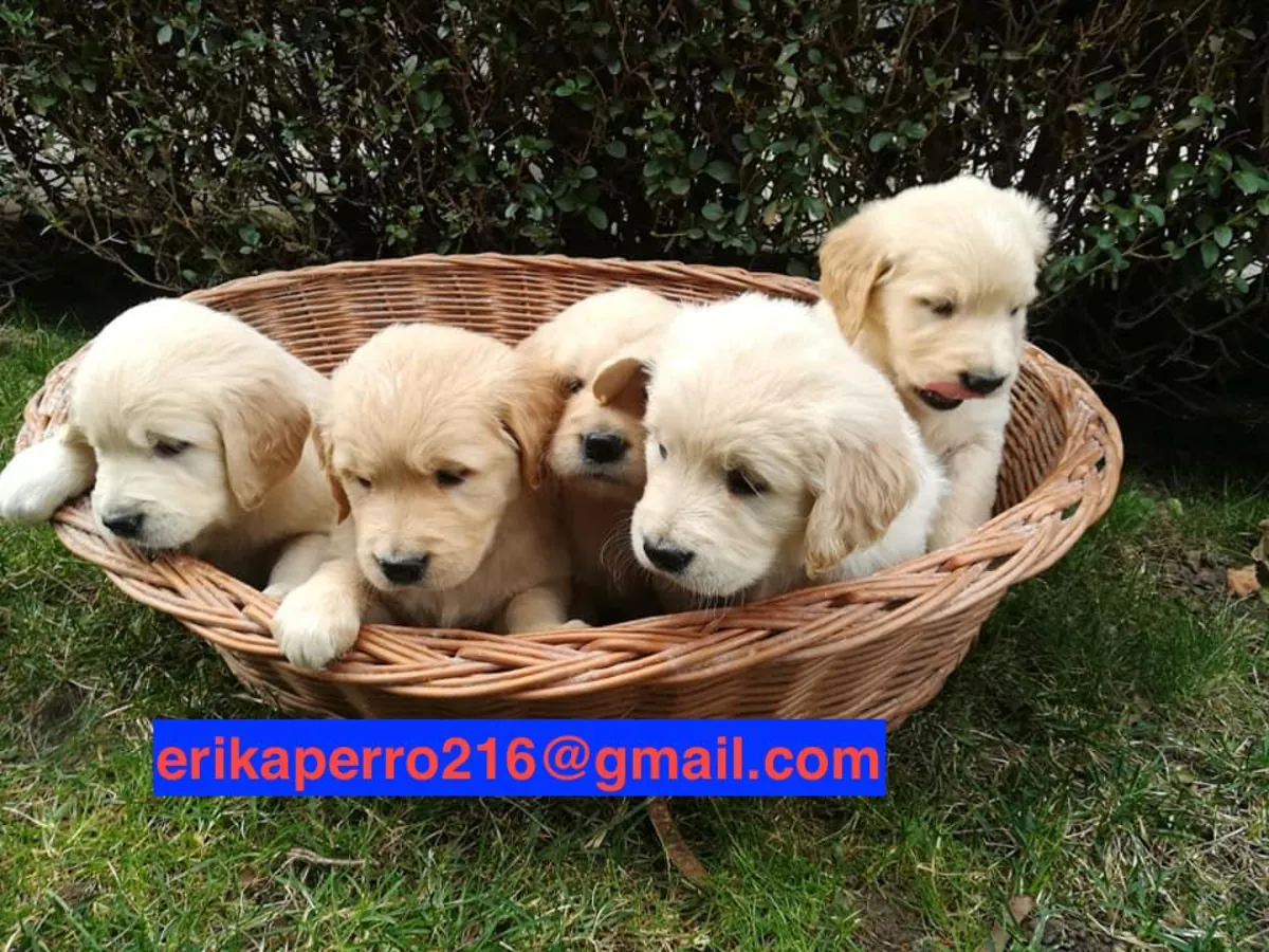Regalo cachorros Golden Retriever (macho y hembra)
