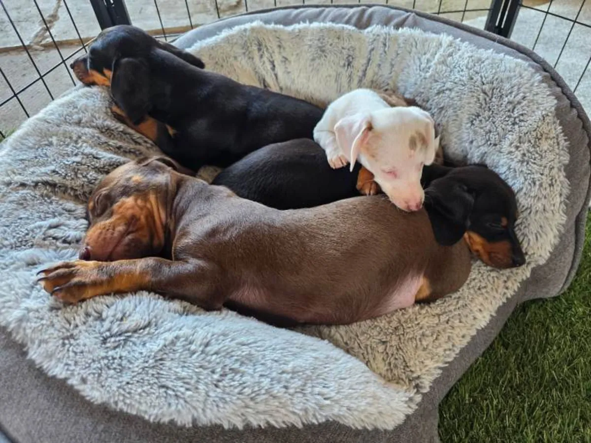 Regalo cachorros Dachshund (macho y hembra)