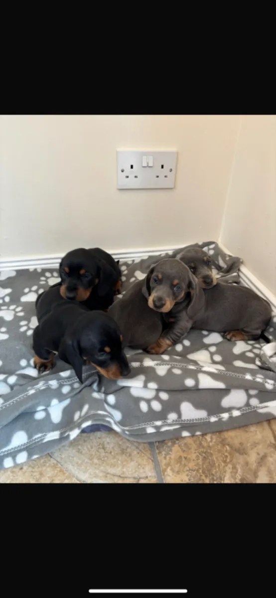 Regalo cachorros Dachshund (macho y hembra)