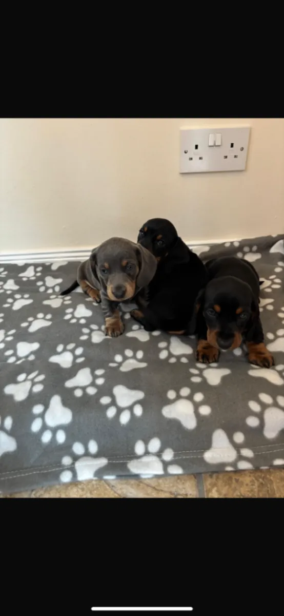 Regalo cachorros Dachshund (macho y hembra)