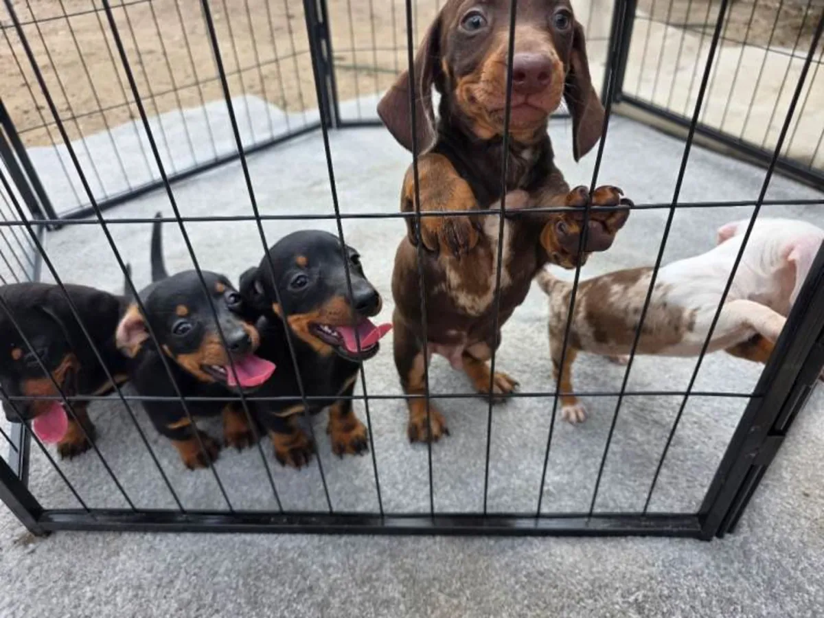 Regalo cachorros Dachshund (macho y hembra)